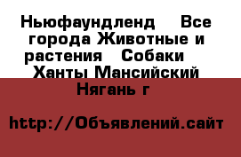 Ньюфаундленд  - Все города Животные и растения » Собаки   . Ханты-Мансийский,Нягань г.